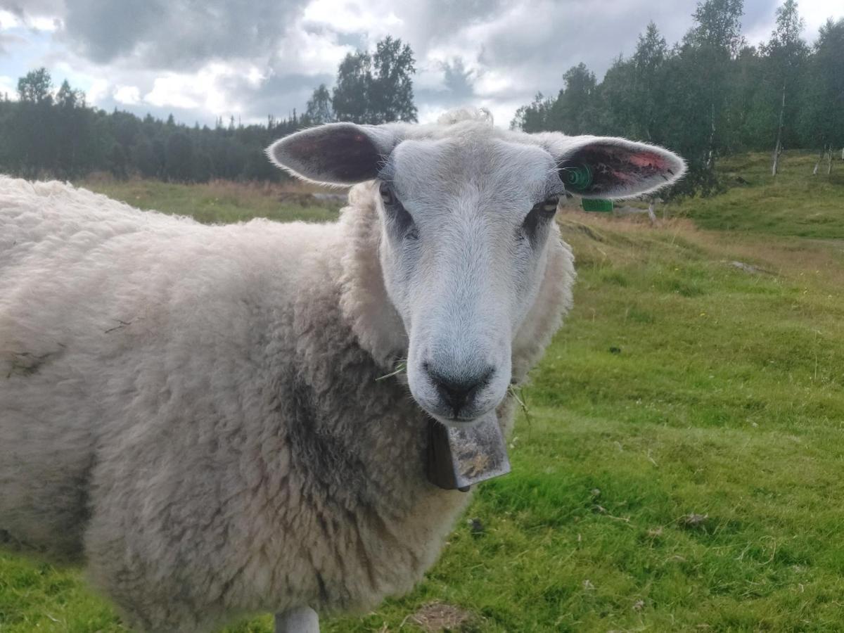 Villmarksgard Tommerstue Hattfjelldal エクステリア 写真
